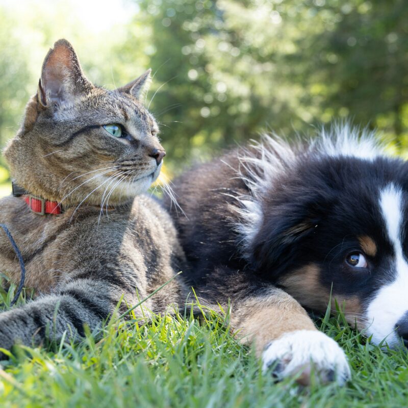 un chien et un chat couchés dans l'herbe